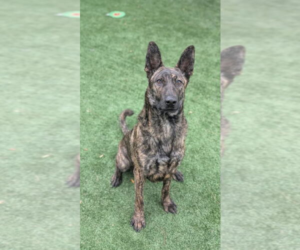 Medium Photo #3 Dutch Shepherd -Unknown Mix Puppy For Sale in Imlay City, MI, USA