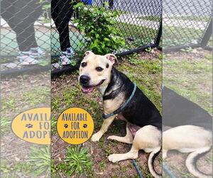 American Staffordshire Terrier-Unknown Mix Dogs for adoption in Perth Amboy, NJ, USA
