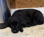Small #2 Golden Retriever Mix