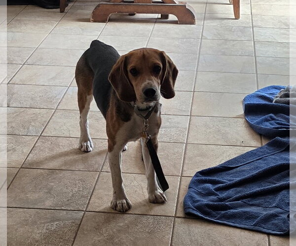 Medium Photo #3 Beagle Puppy For Sale in Las Vegas, NV, USA