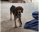 Small #2 Beagle