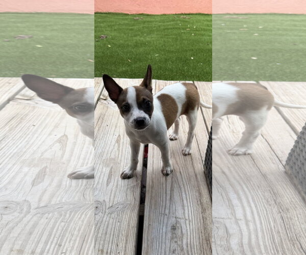 Medium Photo #2 Black Mouth Cur-Dachshund Mix Puppy For Sale in Royal Palm Beach, FL, USA