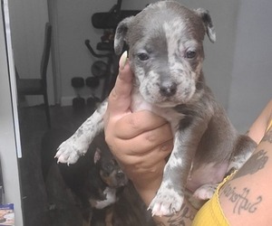 American Bully Puppy for sale in LAUREL, MD, USA
