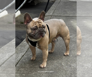 French Bulldog Puppy for sale in SACRAMENTO, CA, USA