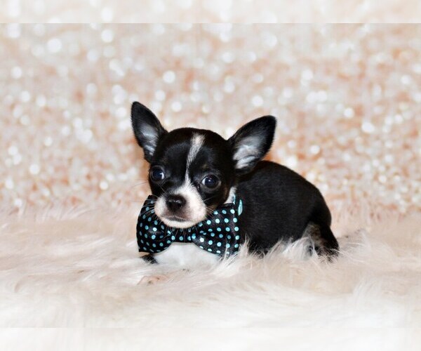 Medium Photo #54 Chihuahua Puppy For Sale in CHARLESTON, AR, USA