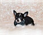 Small #4 Chihuahua