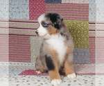 Small #10 Miniature Australian Shepherd
