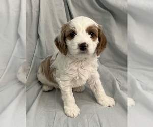 Medium Cavapoo