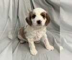 Puppy Twix Cavapoo