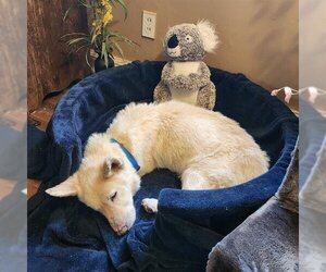 German Shepherd Dog-Siberian Husky Mix Dogs for adoption in Charlotte, NC, USA