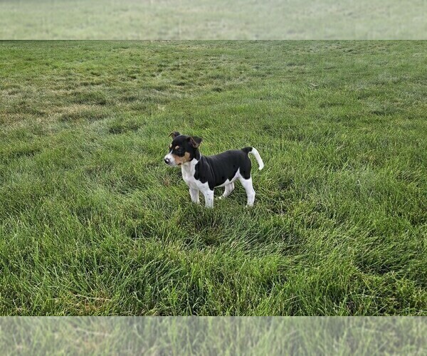 Medium Photo #4 Rat Terrier Puppy For Sale in ELLENSBURG, WA, USA