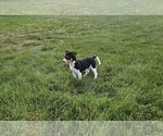 Small #3 Rat Terrier