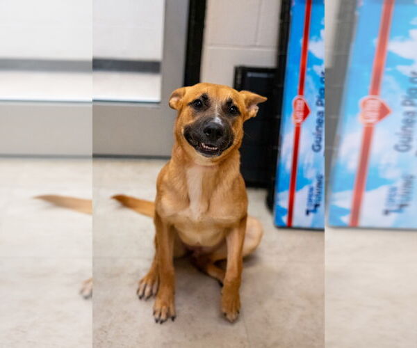 Medium Photo #1 Black Mouth Cur-Unknown Mix Puppy For Sale in Rowlett, TX, USA