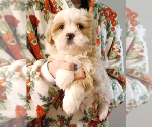 Mal-Shi-Poodle (Toy) Mix Puppy for Sale in PEABODY, Massachusetts USA