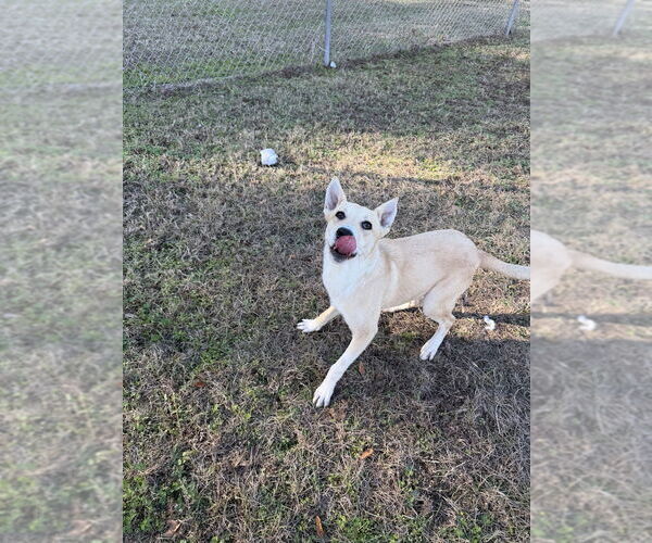 Medium Photo #3 Mutt Puppy For Sale in Elmsford, NY, USA