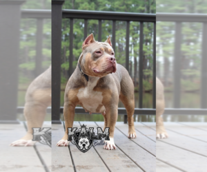 Mother of the American Bully puppies born on 04/04/2026