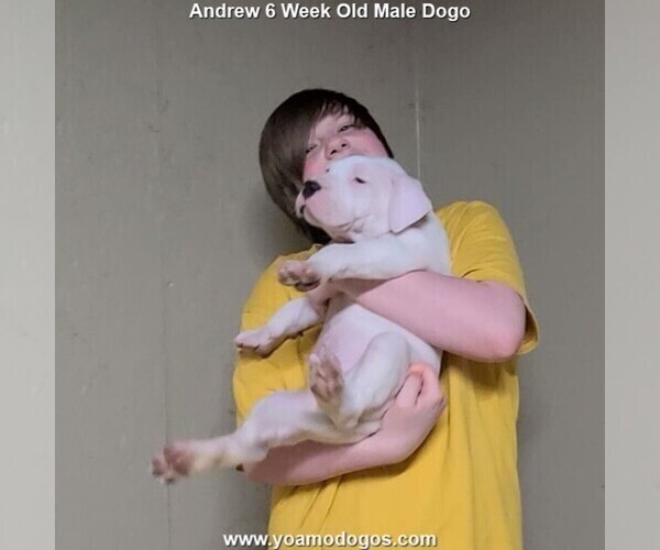 Medium Photo #91 Dogo Argentino Puppy For Sale in JANE, MO, USA