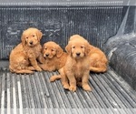 Small #4 Golden Retriever