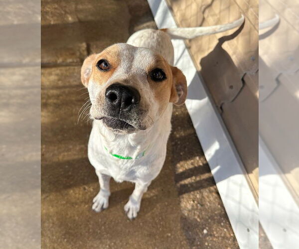 Medium Photo #4 Mutt Puppy For Sale in Oak Bluffs, MA, USA