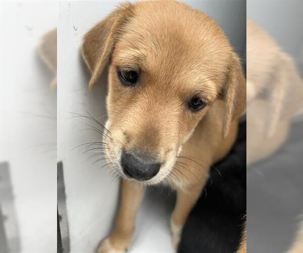 Medium Photo #1 Labrador Retriever-Unknown Mix Puppy For Sale in Houston, TX, USA