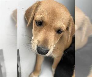 Labrador Retriever-Unknown Mix Dogs for adoption in Houston, TX, USA