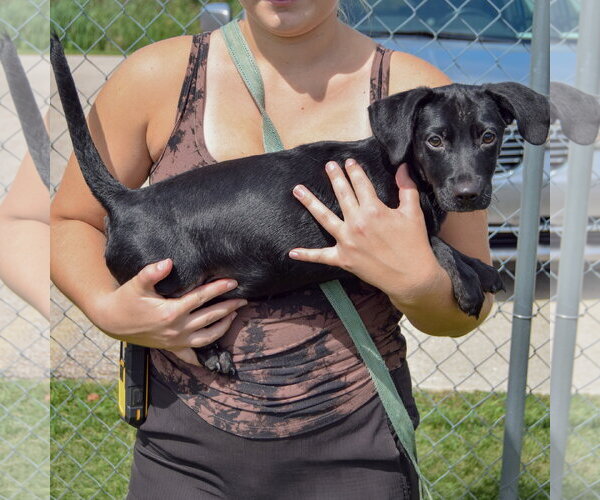 Medium Photo #2 Chiweenie Puppy For Sale in Huntley, IL, USA