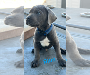 Cane Corso Puppy for sale in JOLIET, IL, USA