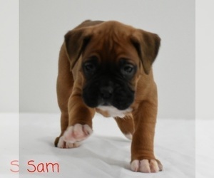 Boxer Puppy for sale in SHIPSHEWANA, IN, USA