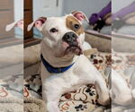Small American Pit Bull Terrier-Bulldog Mix