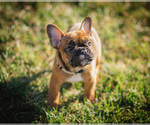 Small Photo #2 French Bulldog Puppy For Sale in BETHEL PARK, PA, USA