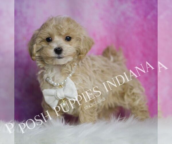 Medium Photo #4 Maltipoo Puppy For Sale in WARSAW, IN, USA