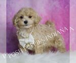 Small #3 Maltipoo