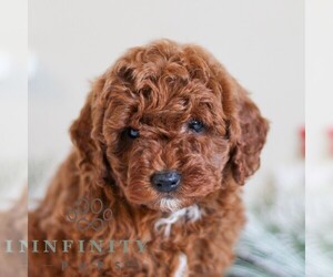 Goldendoodle (Miniature) Puppy for sale in LITITZ, PA, USA