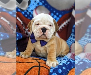 Olde English Bulldogge Puppy for sale in OXFORD, PA, USA