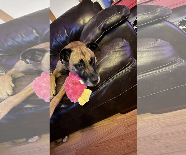 Medium Photo #2 American Pit Bull Terrier-Mountain Cur Mix Puppy For Sale in Catasauqua, PA, USA