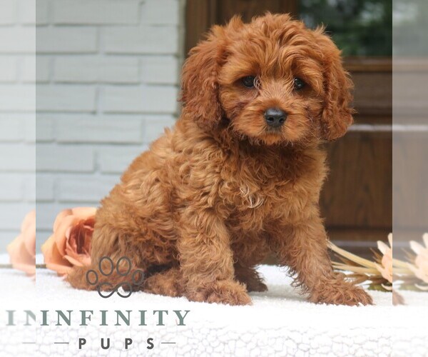 Medium Photo #1 Cavapoo Puppy For Sale in NARVON, PA, USA