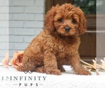 Small Cavapoo
