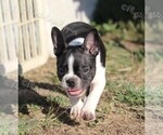 Small Photo #2 Boston Terrier Puppy For Sale in LAMAR, MO, USA