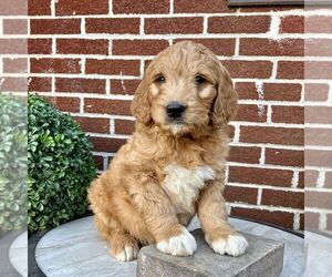Goldendoodle Puppy for sale in GAP, PA, USA