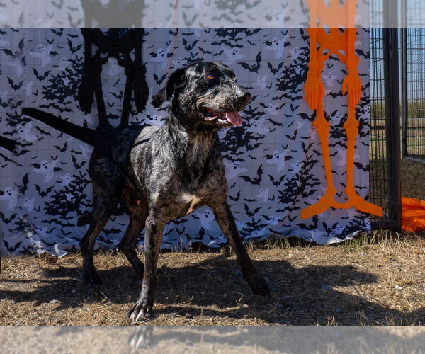 Medium Photo #2 German Shorthaired Pointer-Unknown Mix Puppy For Sale in Abbeville, LA, USA