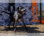 Small #1 German Shorthaired Pointer Mix