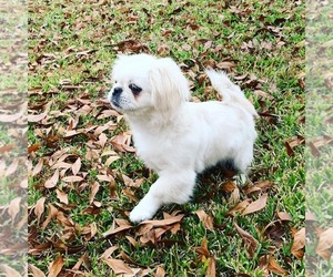 Shih Tzu Puppy for sale in ROCKWALL, TX, USA