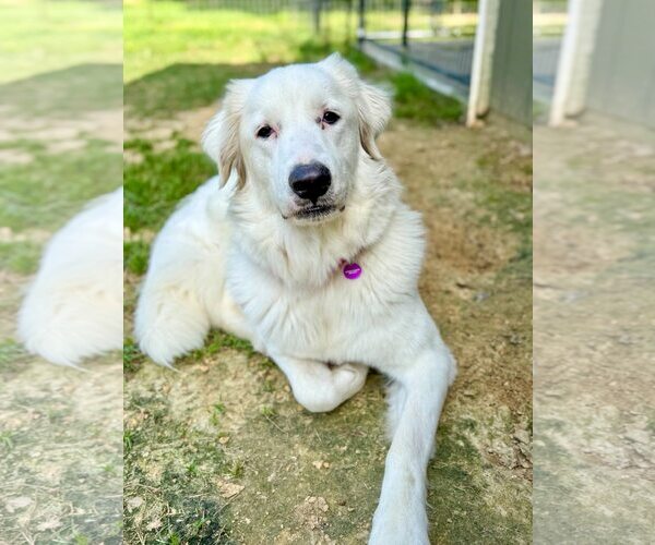 Medium Photo #18 Great Pyrenees-Unknown Mix Puppy For Sale in Houston, TX, USA