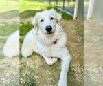Small #17 Great Pyrenees Mix
