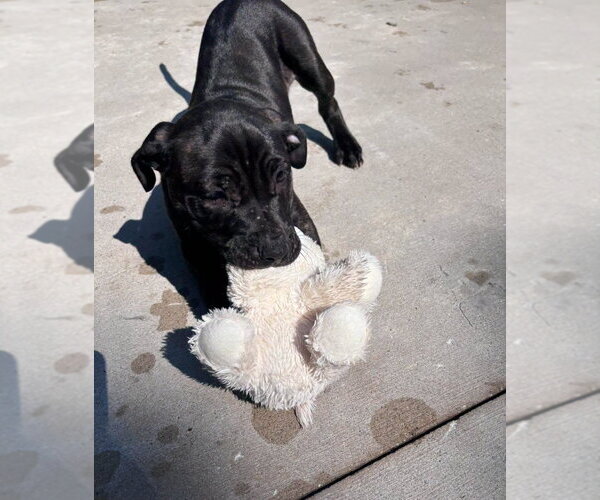 Medium Photo #3 Mastiff-Unknown Mix Puppy For Sale in Muskegon, MI, USA