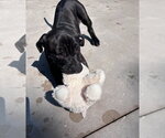 Small #2 Mastiff Mix