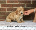 Small #1 Cavapoo