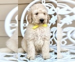 Small Photo #7 Labradoodle Puppy For Sale in COVINGTON, TX, USA