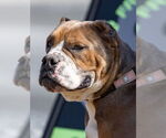 Small #5 Bulldog Mix