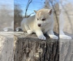 Small Photo #1 Siberian Husky Puppy For Sale in STAPLES, MN, USA
